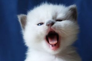 Câte județe ne mai trebuie, de fapt? O reorganizare pe care Constituția o permite de mult, dar n-a vrut-o nimeni 10 scoala 60e13ec8